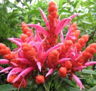 PANAMA QUEEN- Aphelandra sinclairiana 125 mm pot