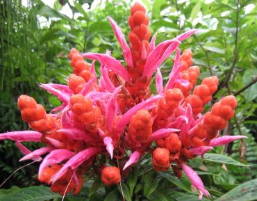 PANAMA QUEEN- Aphelandra sinclairiana 125 mm pot