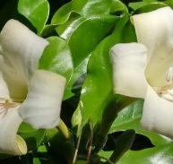PERFUME FLOWER TREE- RARE- Fagraea berteriana 125 mm