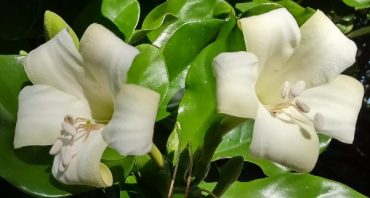 PERFUME FLOWER TREE- RARE- Fagraea berteriana 125 mm