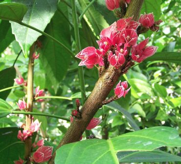SHELL FLOWER RARE- Pavonia cauliflora- 125 mm pot