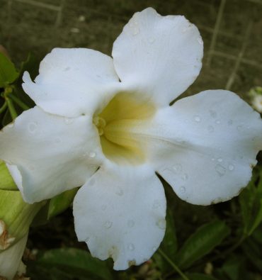 WHITE SKY FLOWER- Thunbergia grandiflora alba- Rare-125 mm pot