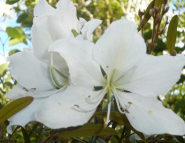 BAUHINIA CANDIDA- Bauhinia variegata cv. Candida 125 mm pot