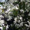 BAUHINIA CANDIDA- Bauhinia variegata cv. Candida 125 mm pot